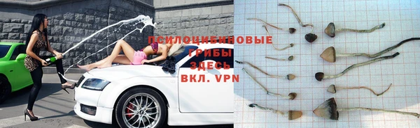 стаф Кодинск